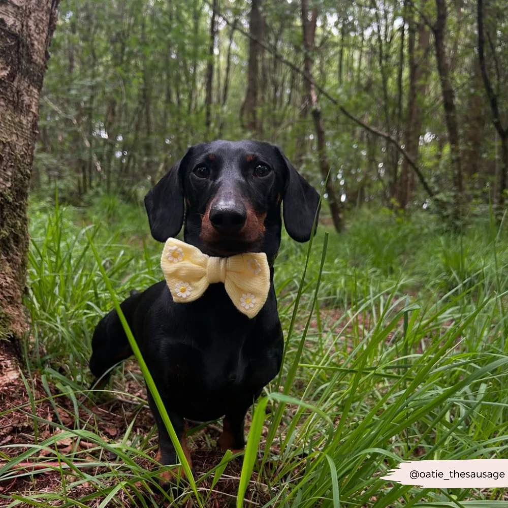 Buttercup Pup Bow Tie - Image 3