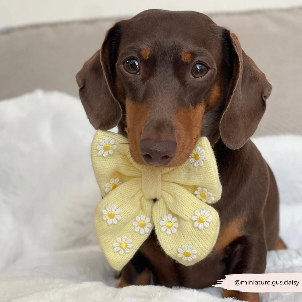 Buttercup Pup Sailor Bow Tie - Image 3