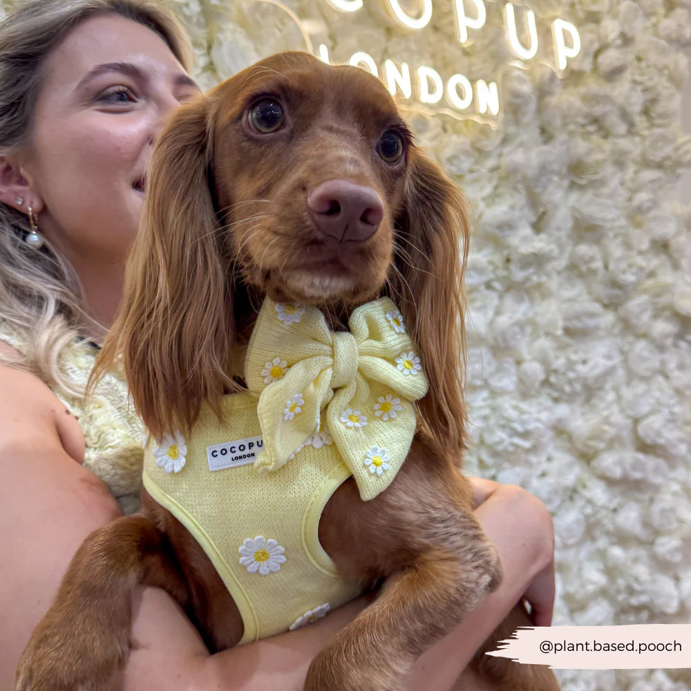 Buttercup Pup Sailor Bow Tie - Image 4