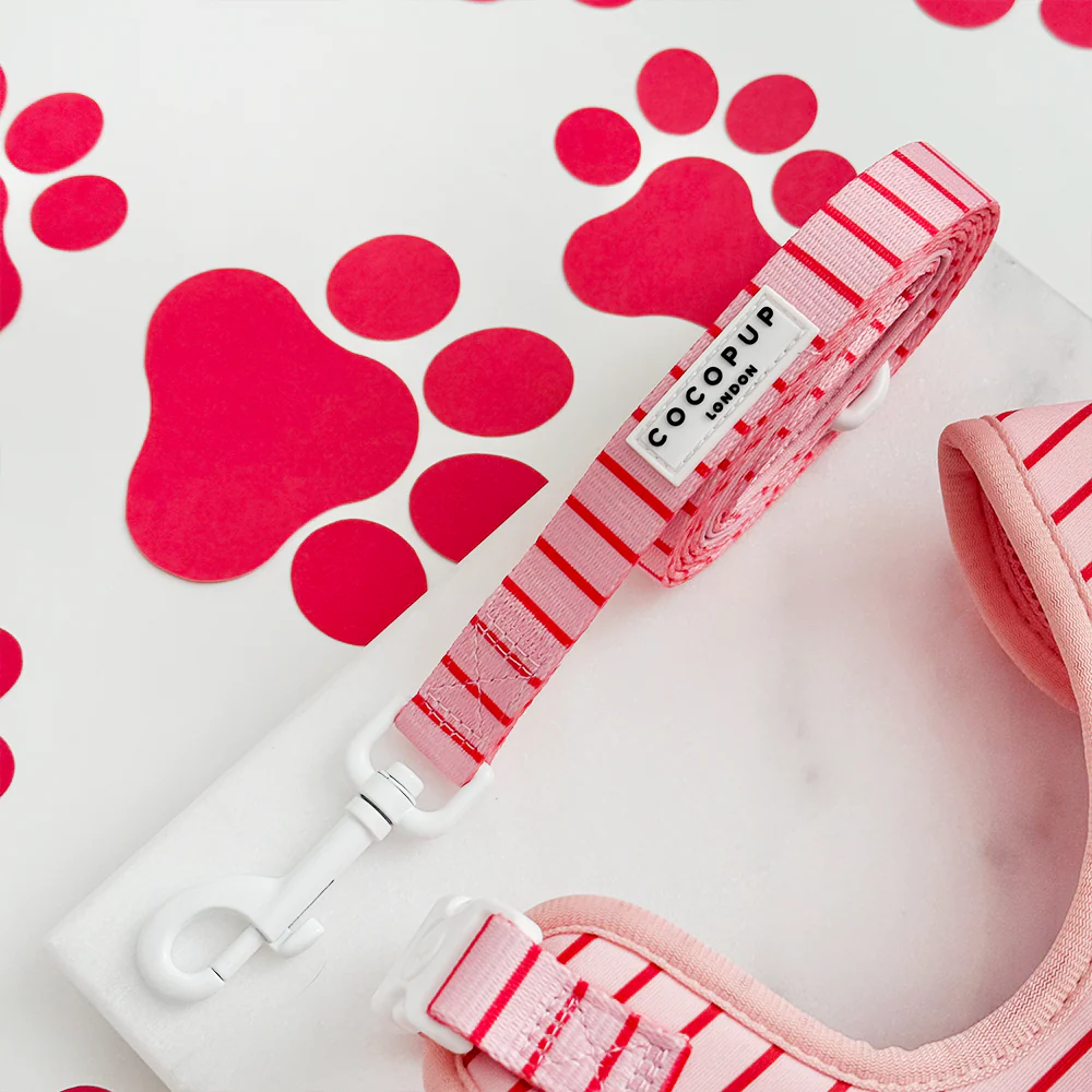 Sale Dog Leads