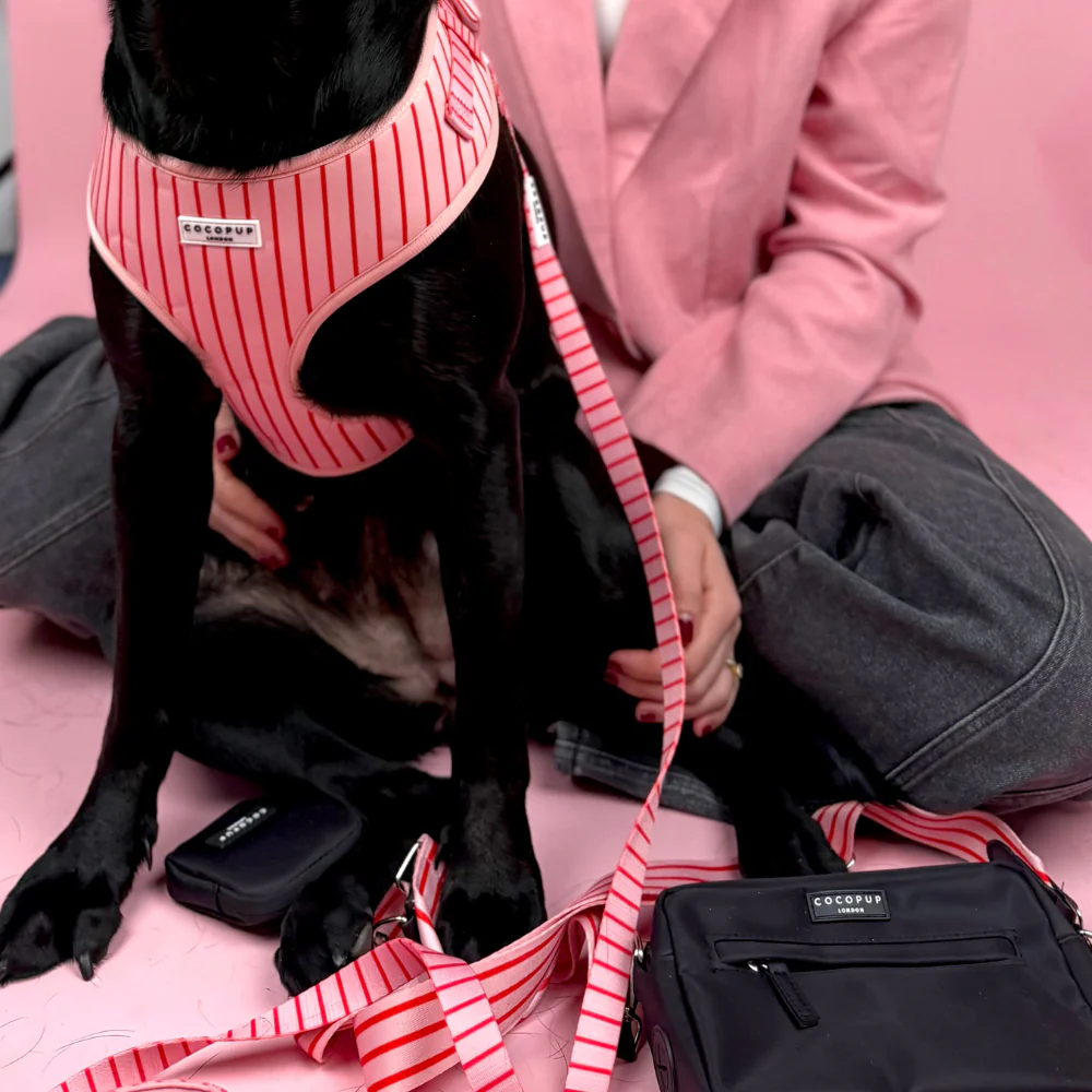 Candy Stripe Lead - Image 3