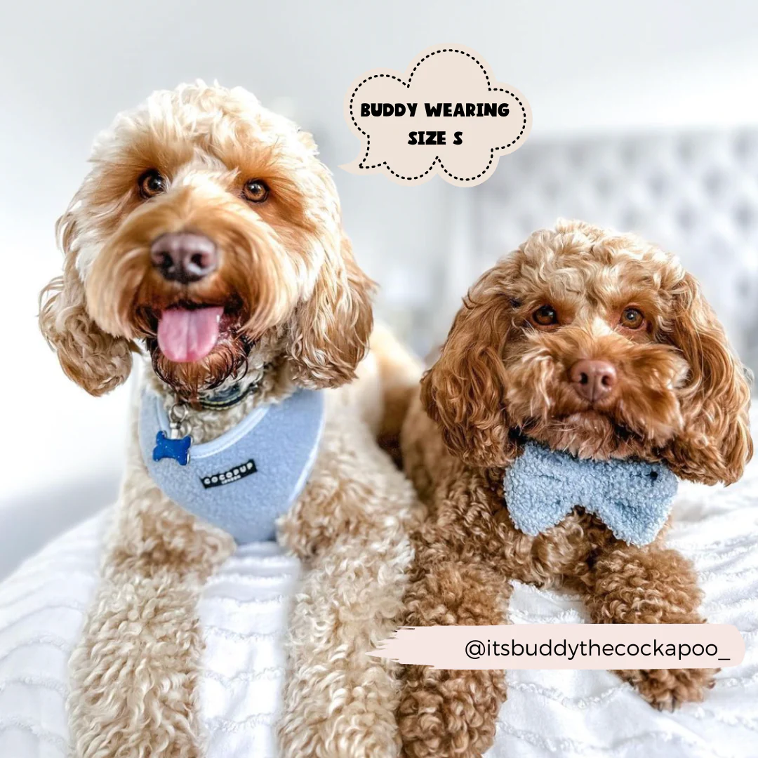 Teddy Adjustable Neck HARNESS - Daydream - Image 9