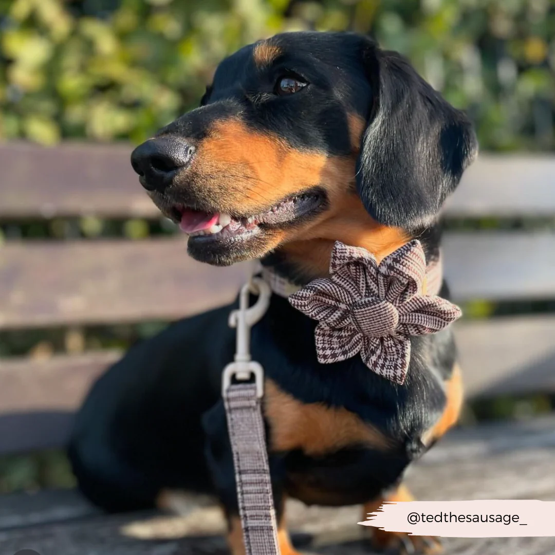 Pup Plaid Collar Flower - Image 4