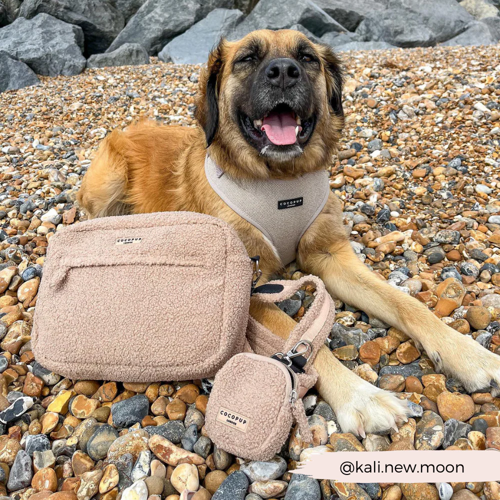 Large Teddy Rupert Dog Walking Bag Bundle - Teddy Rupert - Image 10