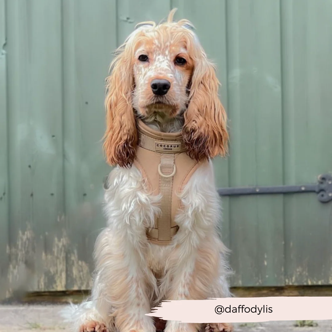 NAKD Adjustable Neck Harness - Biscuit - Image 10