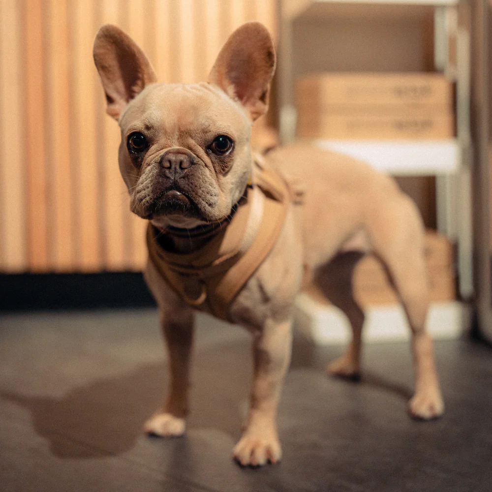 NAKD Adjustable Neck Harness - Biscuit - Image 8