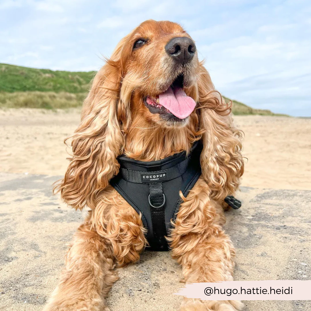 NAKD Adjustable Neck Harness - Liquorice - Image 10
