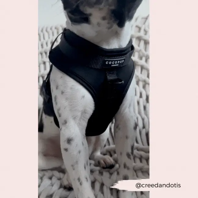 NAKD Adjustable Neck Harness - Liquorice - Image 12