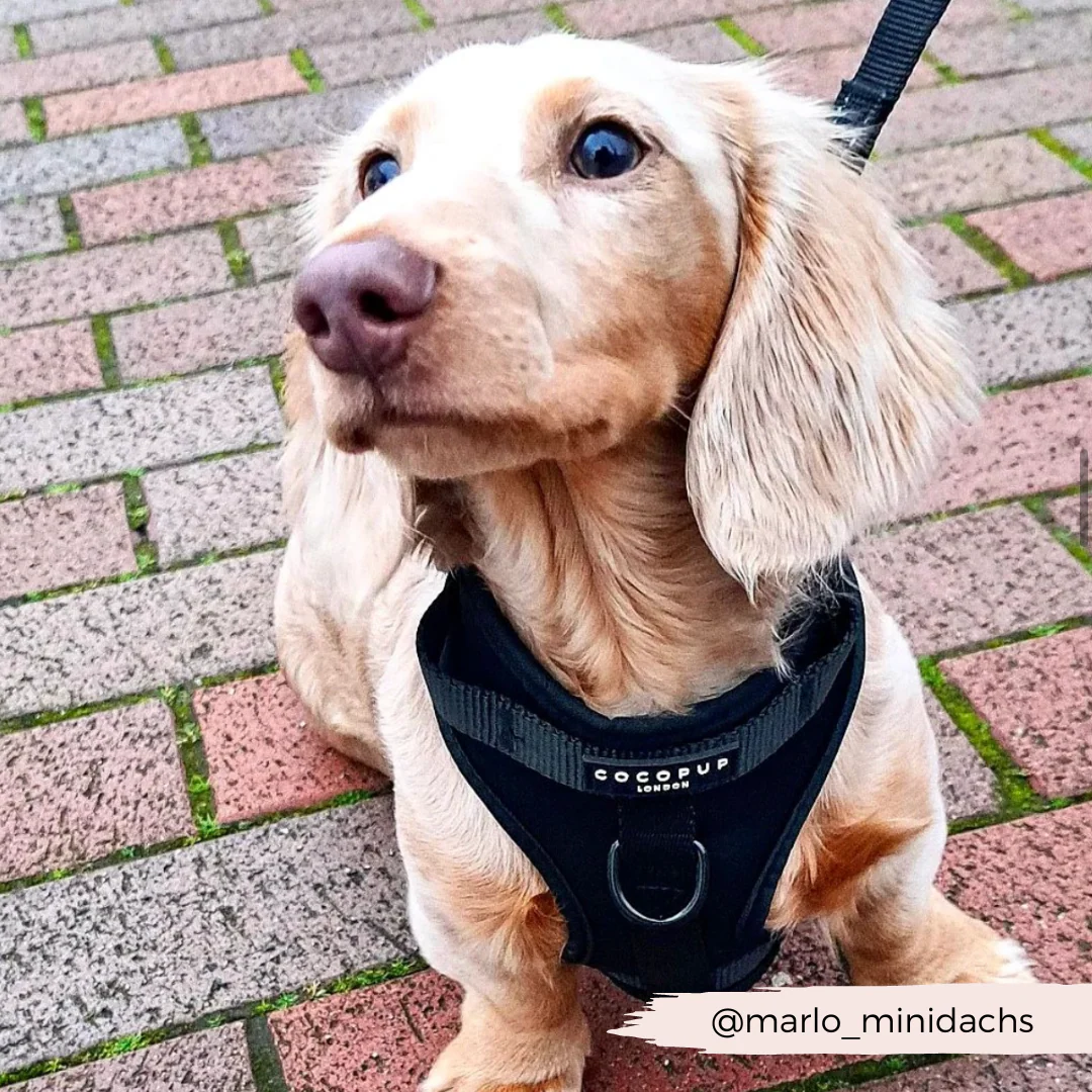 NAKD Adjustable Neck Harness - Liquorice - Image 13