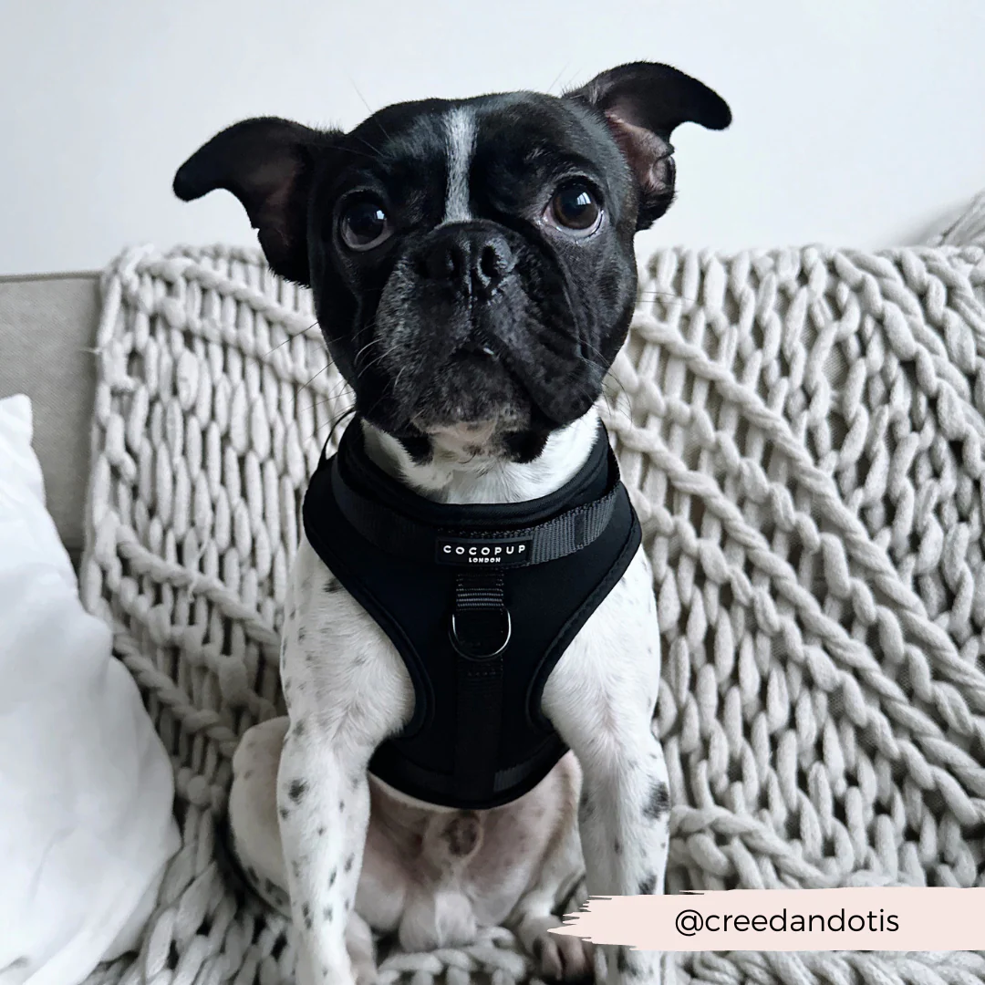 NAKD Adjustable Neck Harness - Liquorice - Image 9