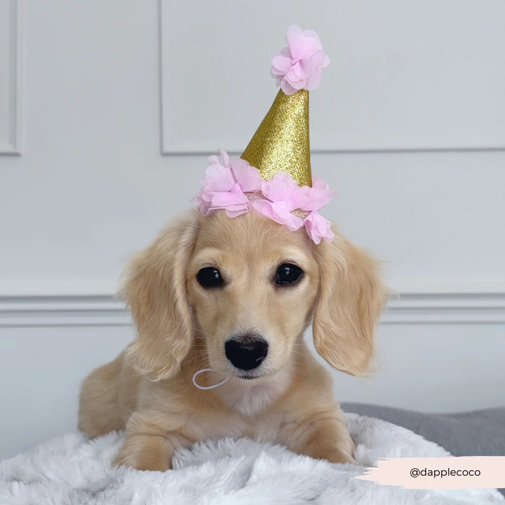 Dog Party Hat - Pink - Image 4