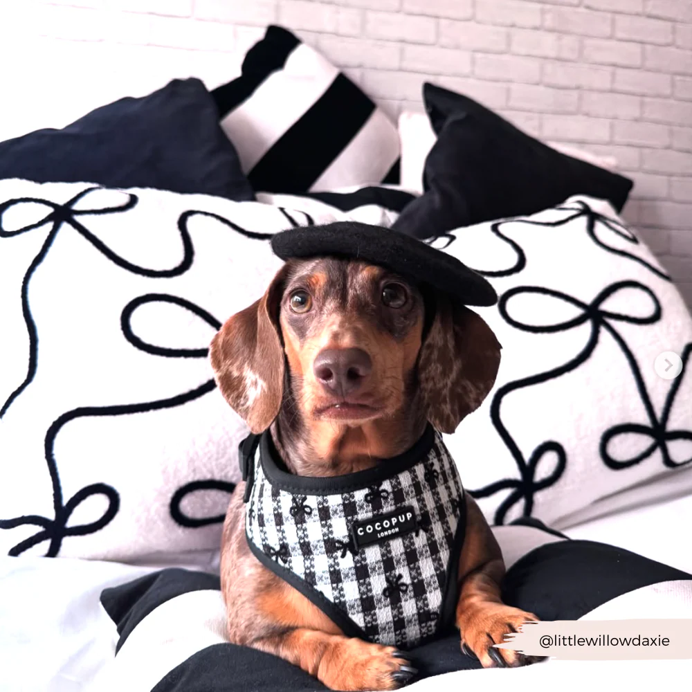 Beret Dog Hat - Image 3