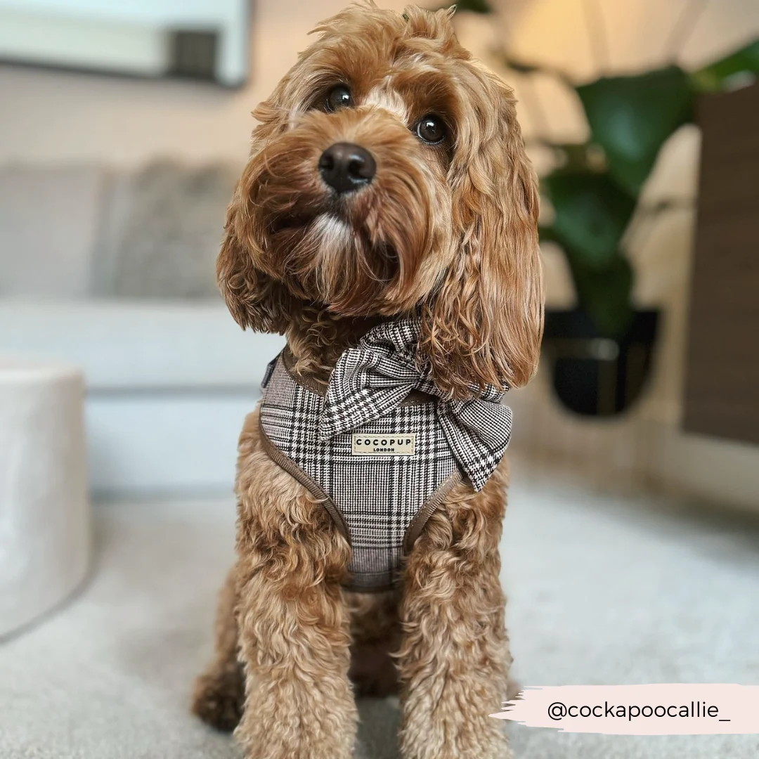 Pup Plaid Adjustable Neck HARNESS - Image 25