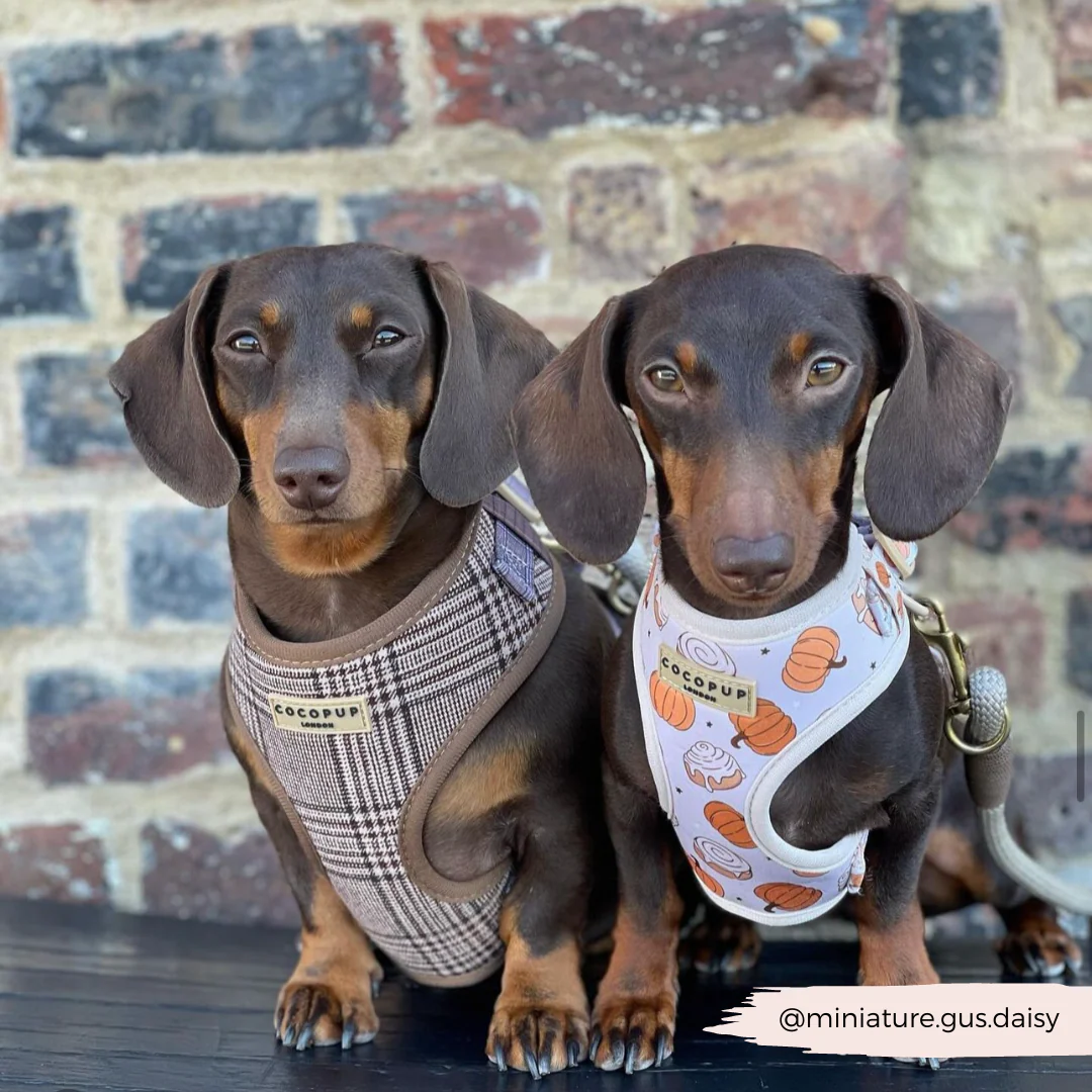 Pup Plaid Adjustable Neck HARNESS - Image 28
