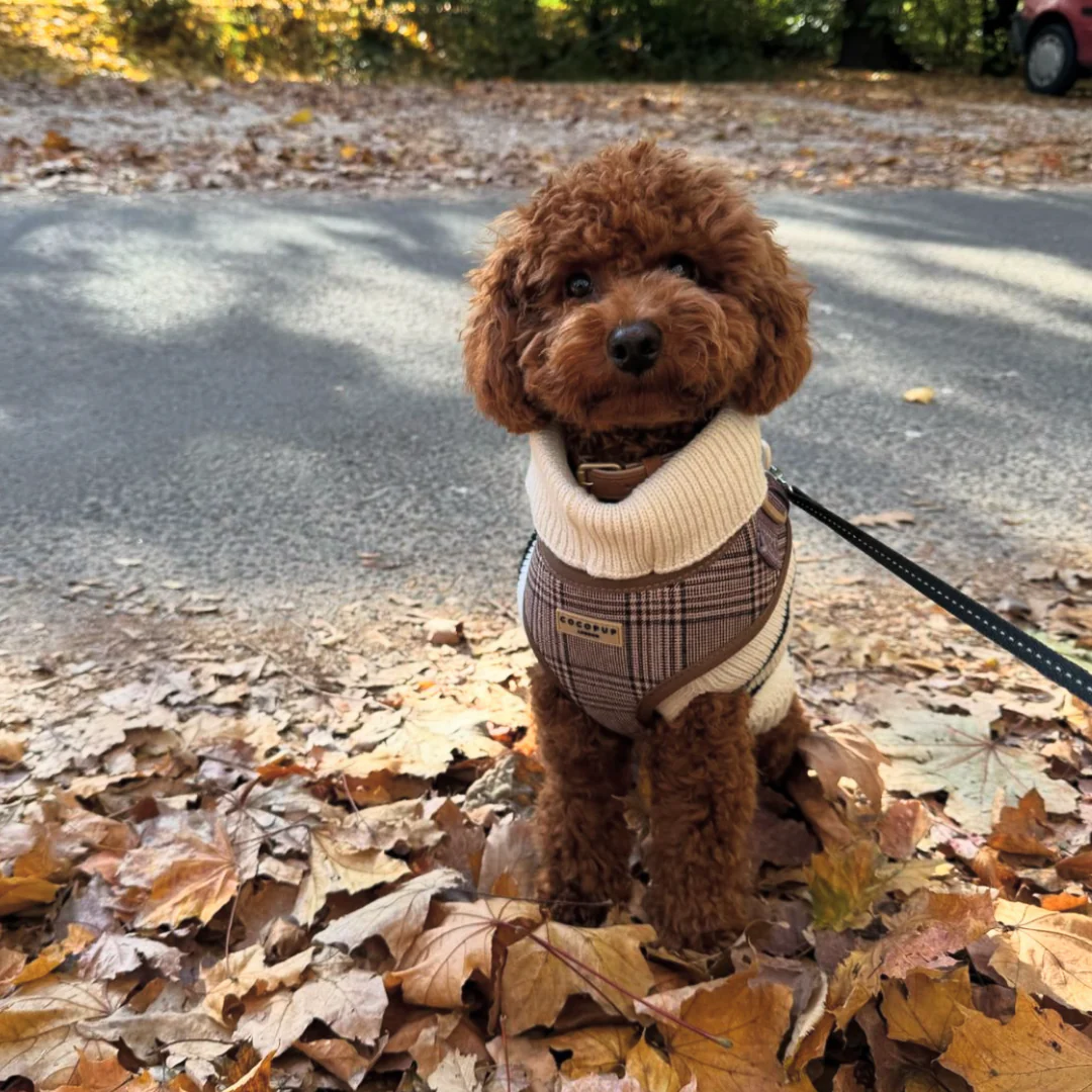 Pup Plaid Adjustable Neck HARNESS - Image 30