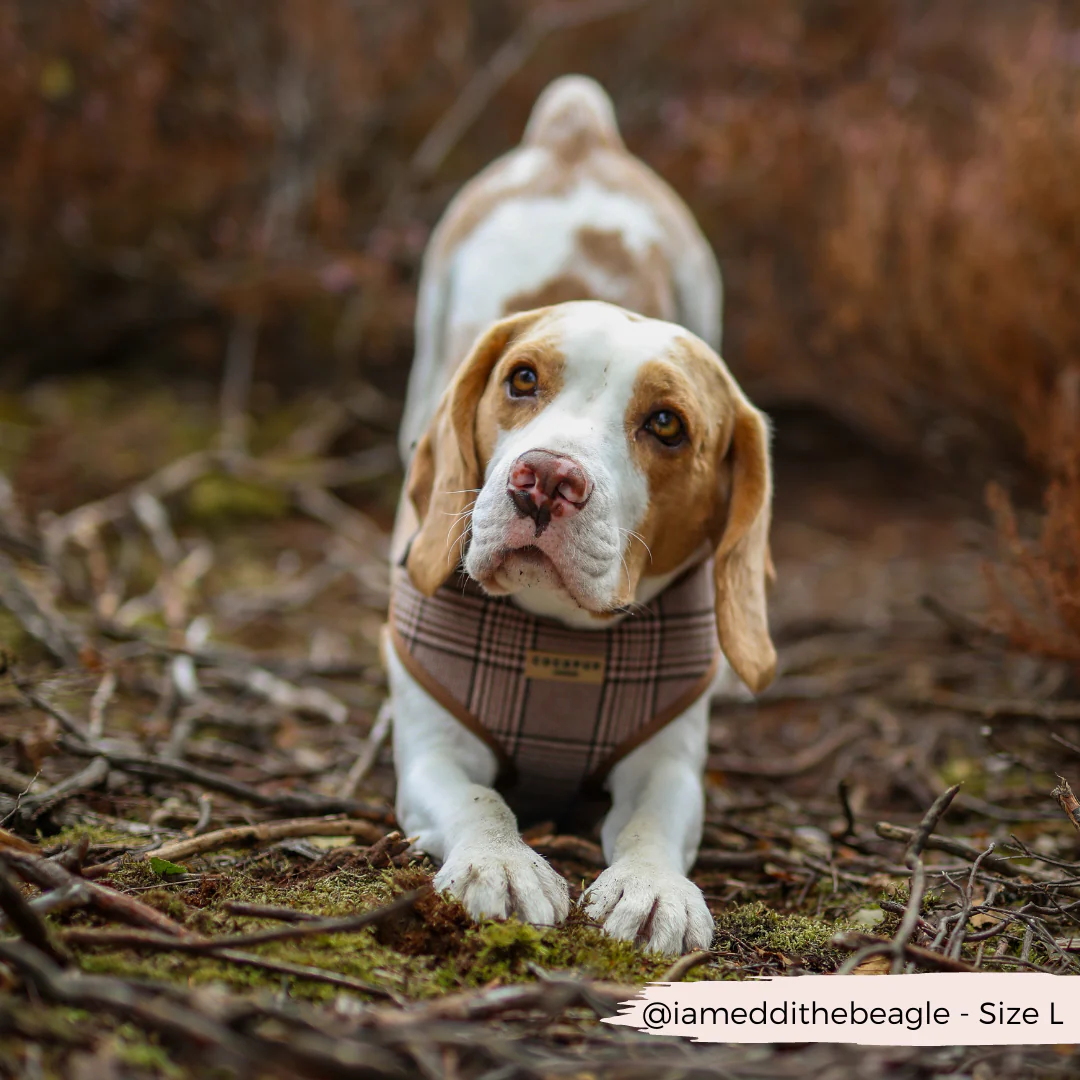 Pup Plaid Adjustable Neck HARNESS - Image 18