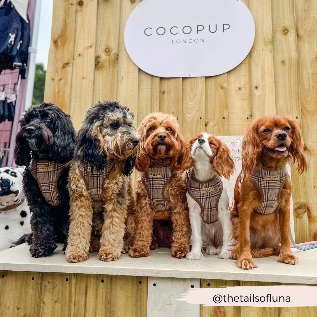 Pup Plaid Adjustable Neck HARNESS - Image 22