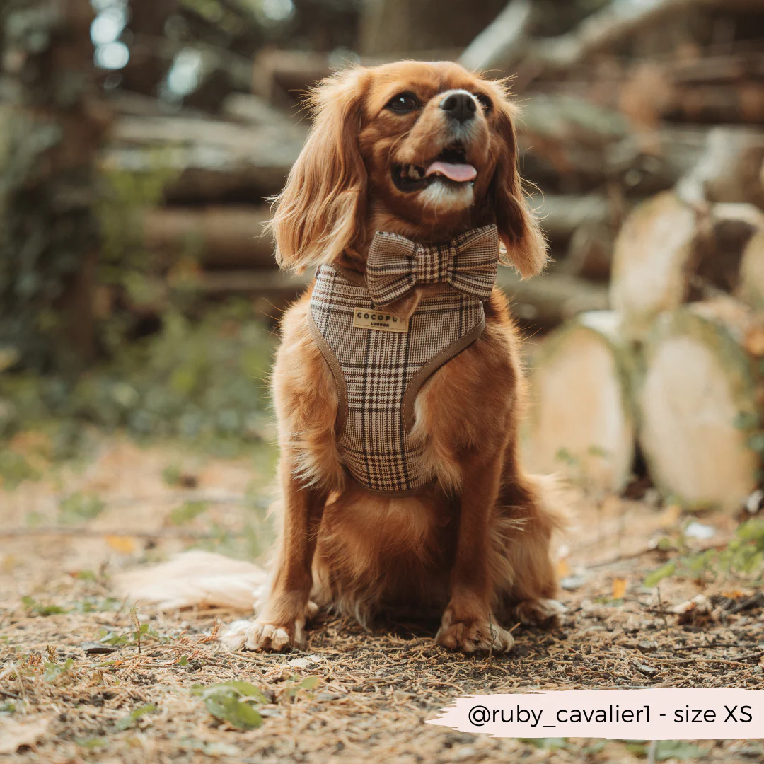 Pup Plaid Bow Tie - Image 4