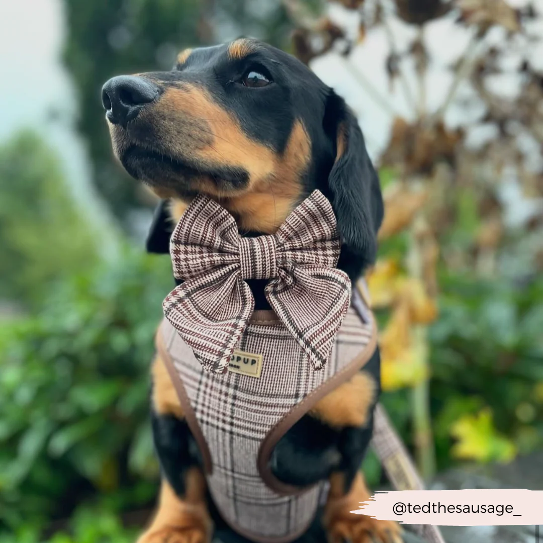 Pup Plaid Sailor Bow Tie - Image 10