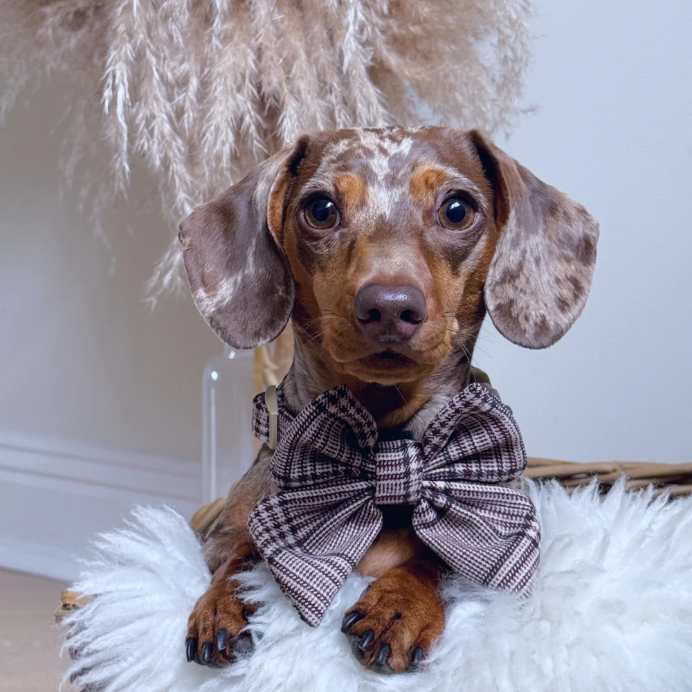 Pup Plaid Sailor Bow Tie - Image 12