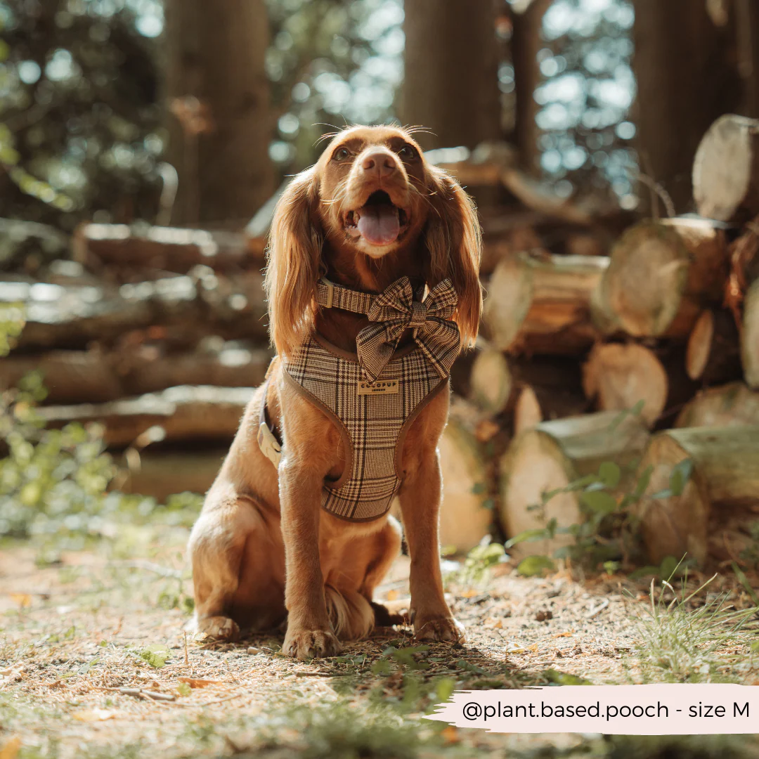 Pup Plaid Sailor Bow Tie - Image 5