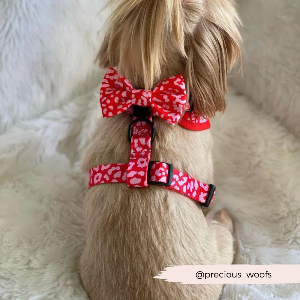 Red & Pink Leopard Adjustable Neck HARNESS - Image 10