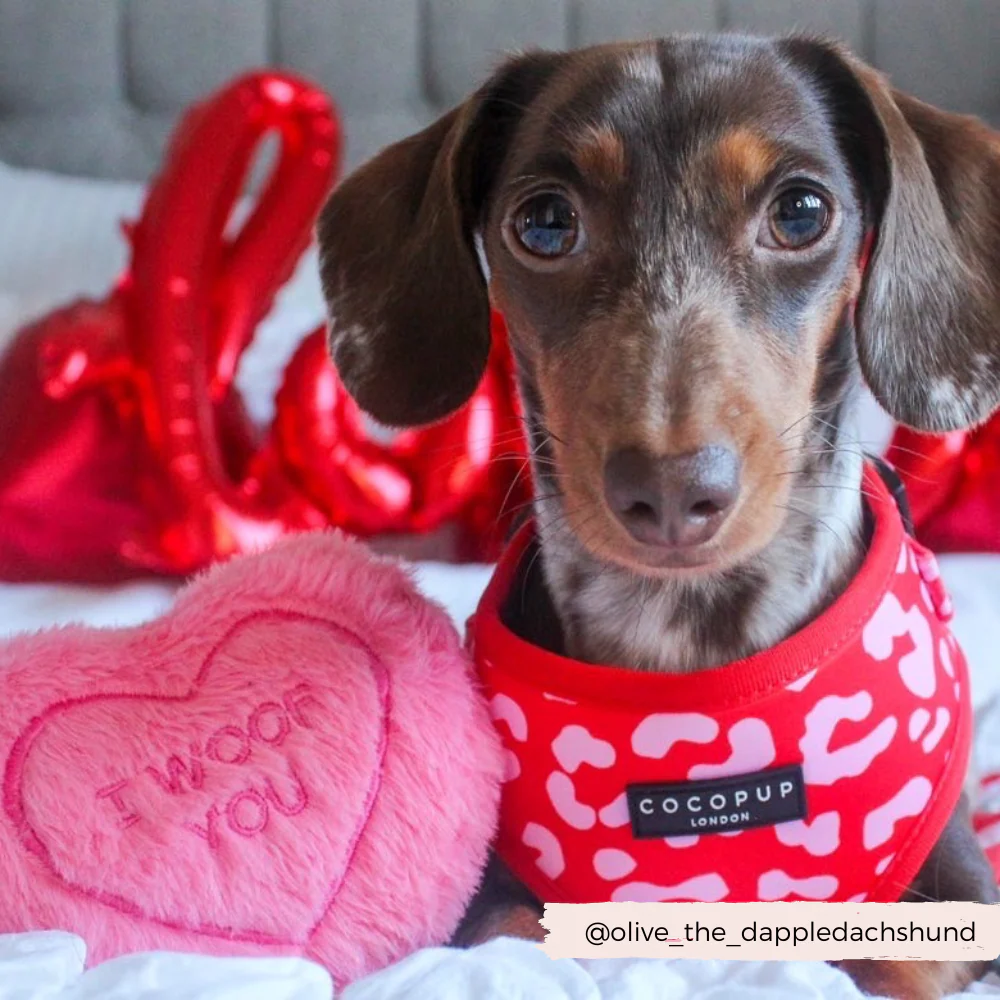 Red & Pink Leopard Adjustable Neck HARNESS - Image 12