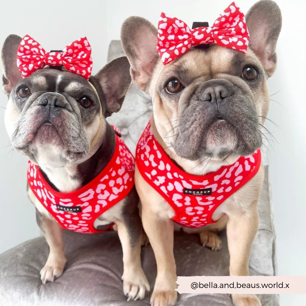 Red & Pink Leopard Adjustable Neck HARNESS - Image 14
