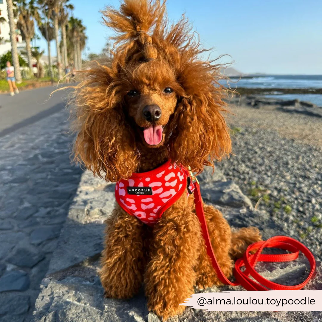 Red & Pink Leopard Adjustable Neck HARNESS - Image 19