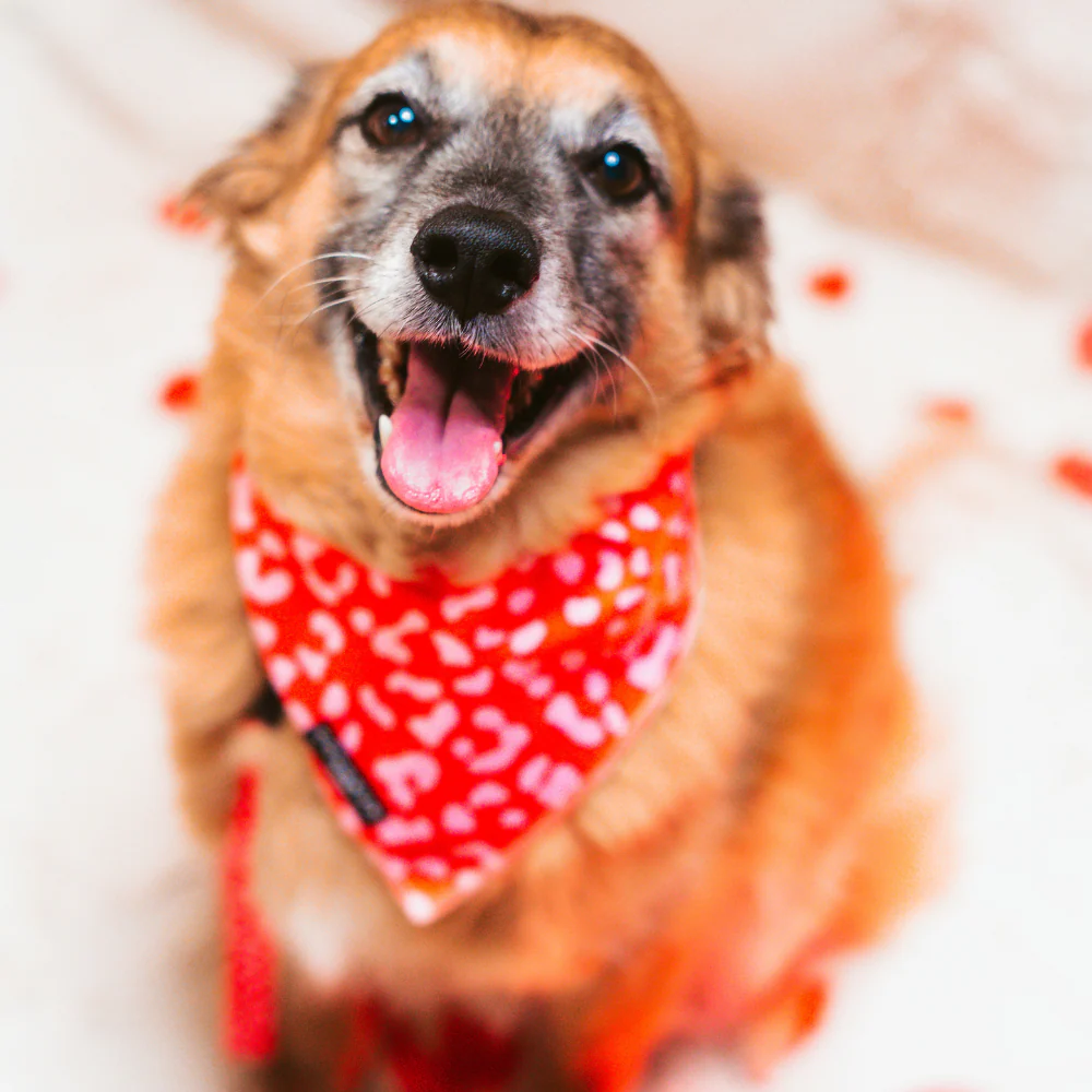 Red & Pink Leopard Bandana - Image 4