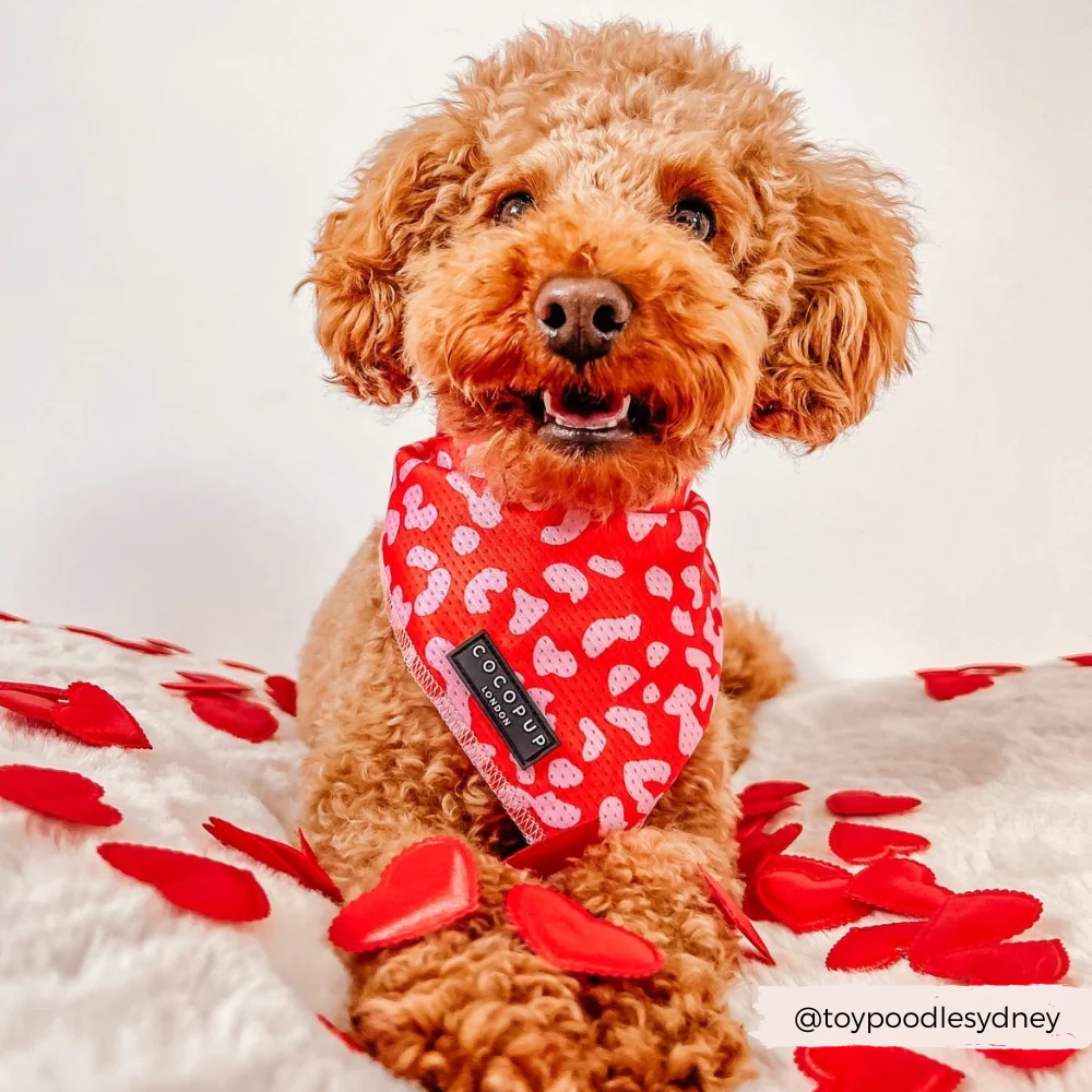 Red & Pink Leopard Bandana - Image 5