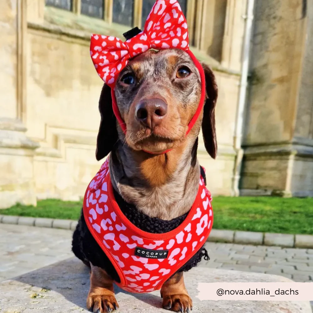 Red & Pink Leopard Bow Tie - Image 9
