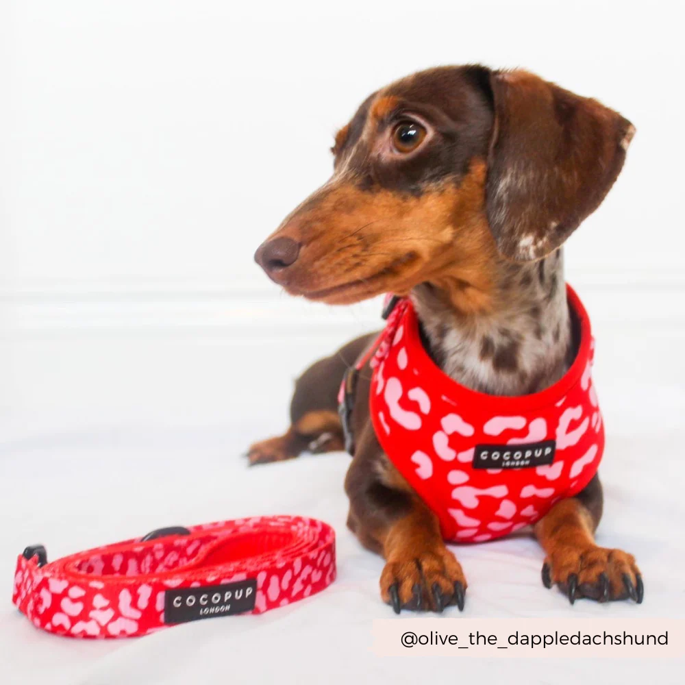 Red & Pink Leopard Lead - Image 7