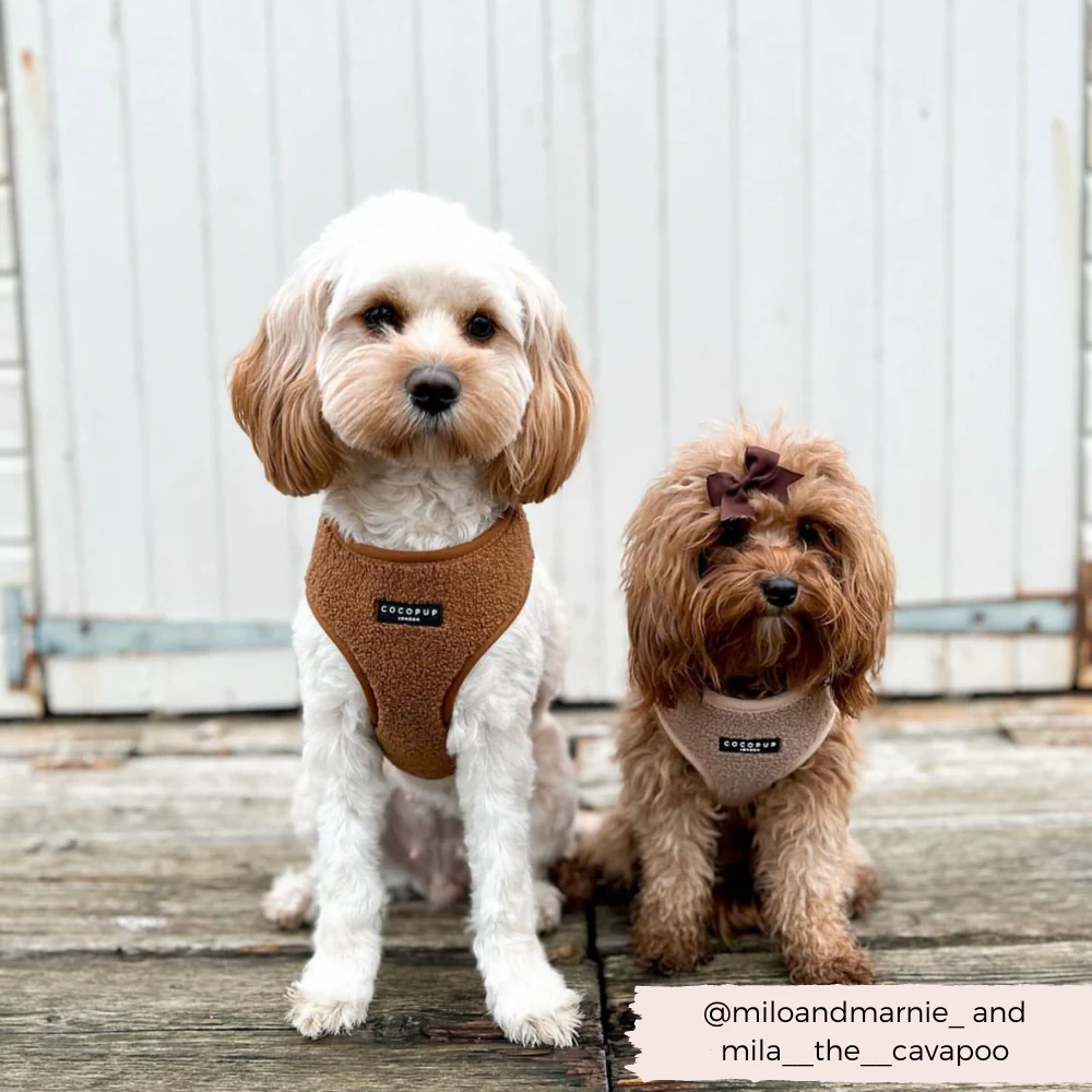 Teddy Adjustable Neck HARNESS - Paddington - Image 12