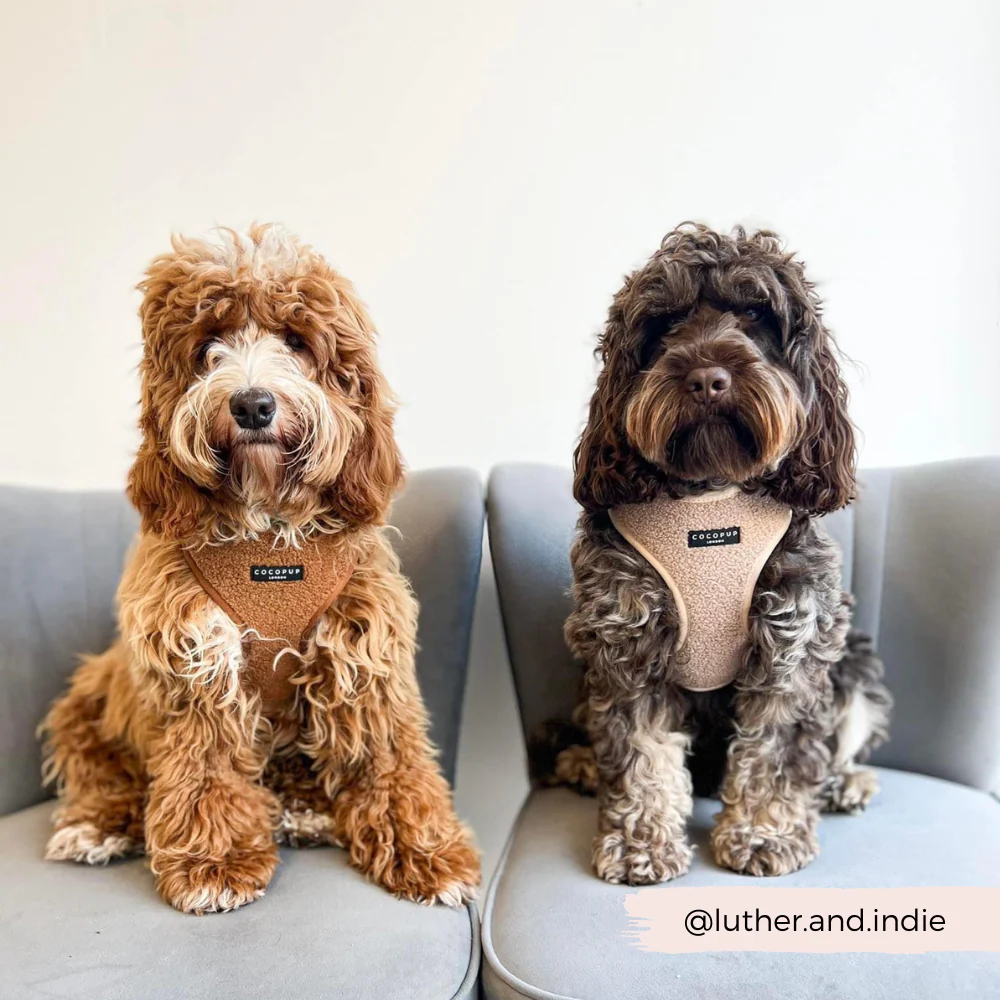 Teddy Adjustable Neck HARNESS - Paddington - Image 16