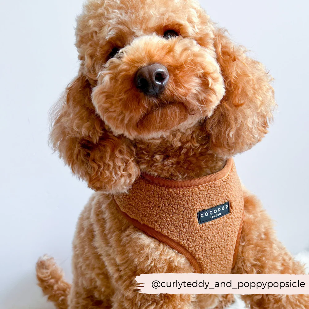 Teddy Adjustable Neck HARNESS - Paddington - Image 5