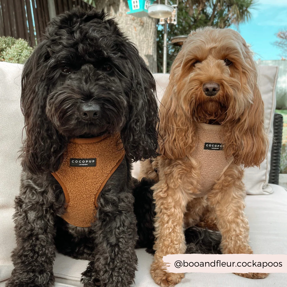 Teddy Adjustable Neck HARNESS - Rupert - Image 24