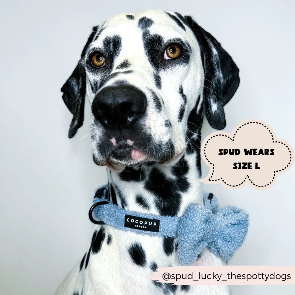 Teddy Bow Tie - Daydream - Image 5