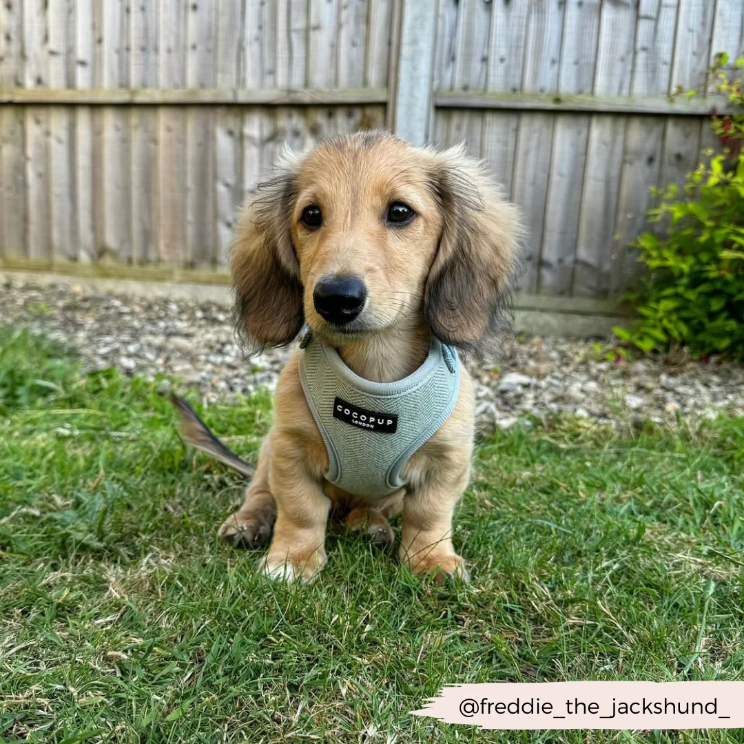 Sage Tweed Adjustable Neck HARNESS - Image 22