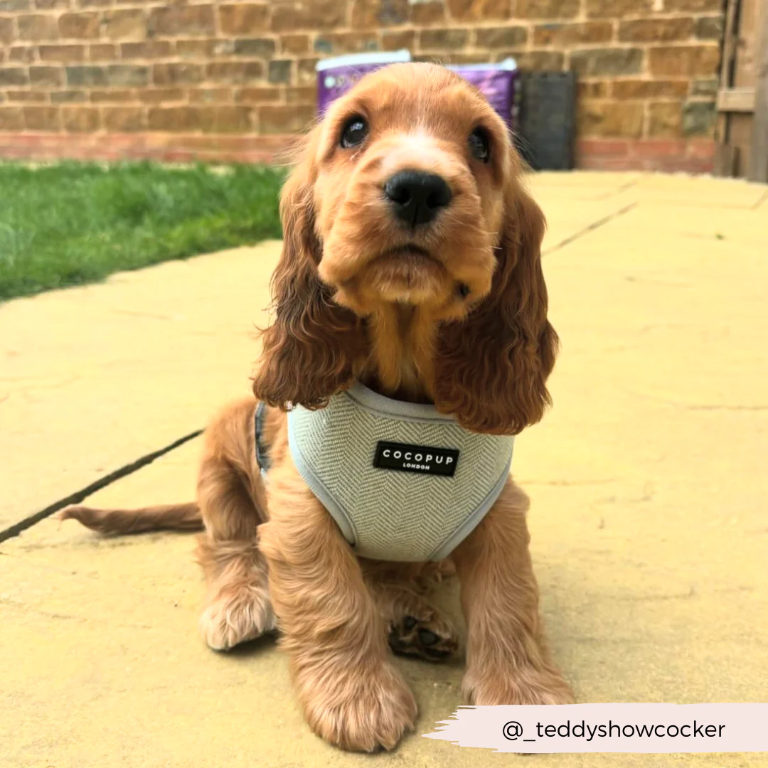 Sage Tweed Adjustable Neck HARNESS - Image 23